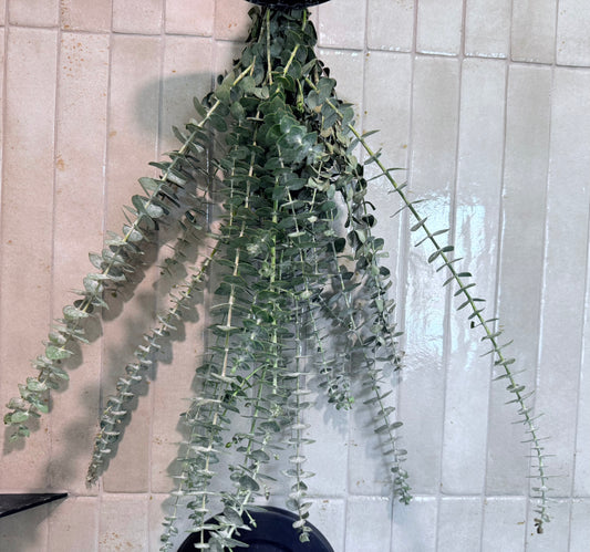 Shower Reset